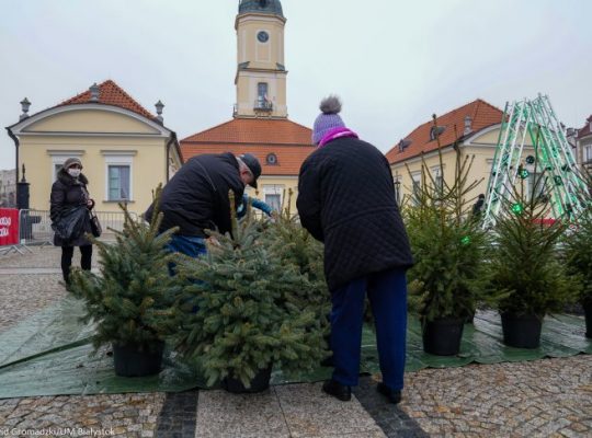 Białystok. 20 grudnia na Rynku Kościuszki będzie można wymienić sztuczną choinkę na żywą