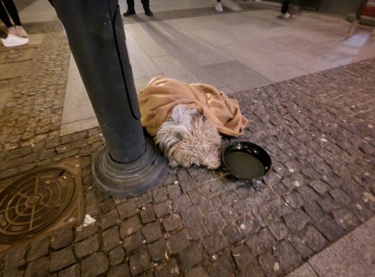 Białystok. Zatrzymano pijaną kobietę wz. z wyrzuceniem psa przez balkon; zwierzę przeżyło, przebywa w schronisku
