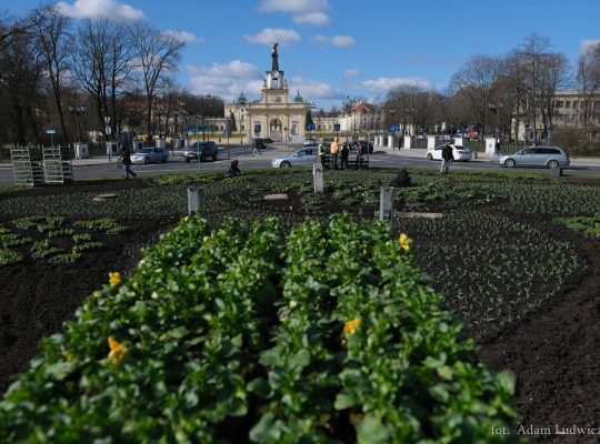 W Białymstoku rozpoczyna się sadzenie kwiatów na skwerach, rondach, w parkach
