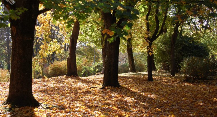 W przyszłym tygodniu w Białymstoku rozpocznie się sprzątanie liści w parkach i na skwerach