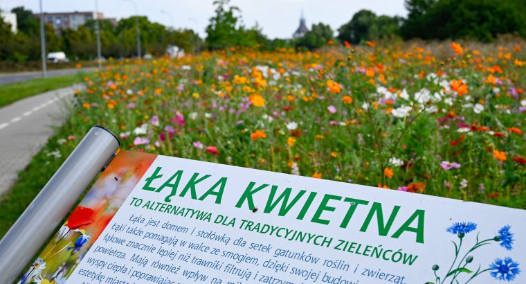 W Białymstoku trwają prace związane z zakładaniem łąk kwietnych