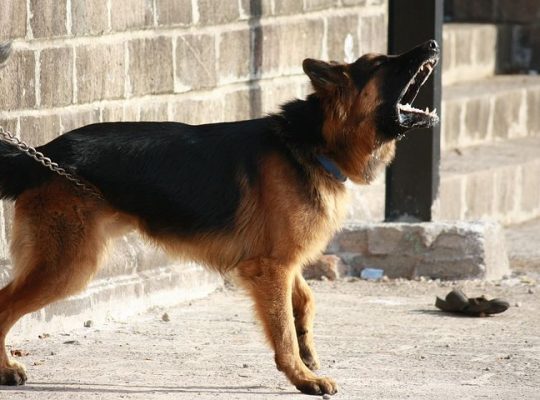 Białystok. Proces oskarżonego o znęcanie się nad psem; w pierwszej instancji wyrok skazujący
