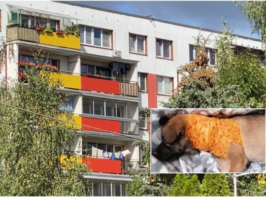 Białystok. Dwa lata więzienia dla 48-latka za wyrzucenie psa przez balkon