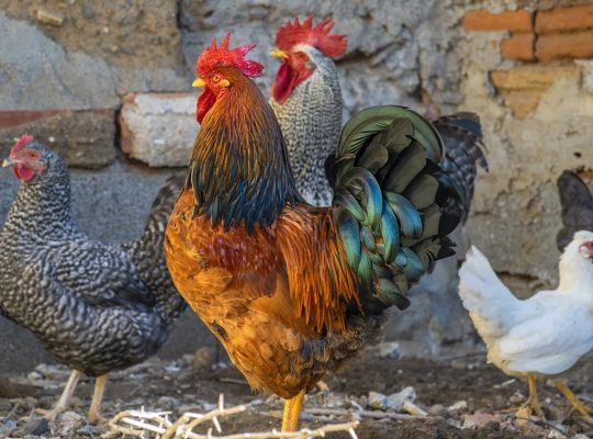 Wojewoda podlaski Bohdan Paszkowski wydał nowe rozporządzenie ws. zwalczania rzekomego pomoru drobiu