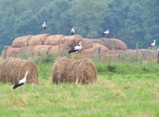 Ornitolog: bociany odlatują wcześniej niż zwykle