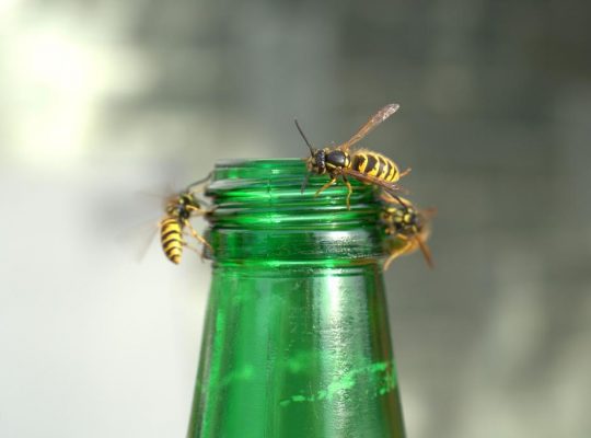 Plaga os