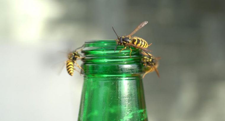 Plaga os