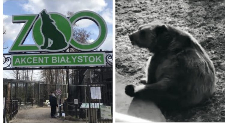 Białystok. Smutek w Akcent ZOO; odszedł Grześ 