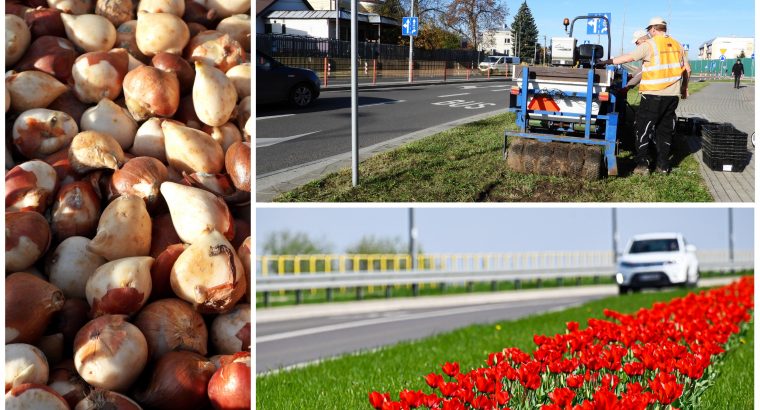 W Białymstoku rozpoczęły się jesienne nasadzenia ozdobnych roślin cebulowych, które zakwitną wiosną