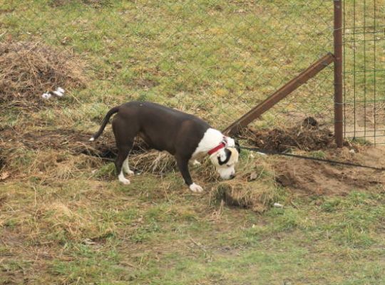 Białystok. Proces dwóch kobiet oskarżonych o znęcanie się nad psami w prowadzonych hodowlach