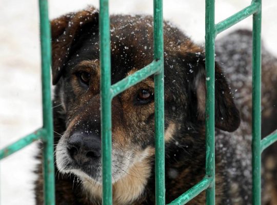 Potrzebne dobre serca! Schronisko dla Zwierząt w Białymstoku pilnie poszukuje wolontariuszy