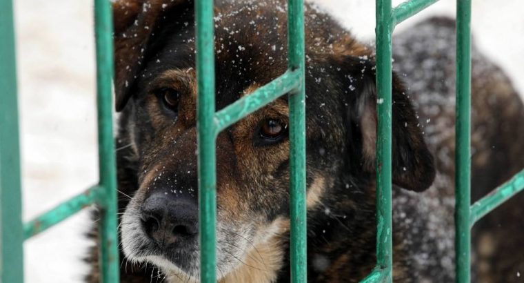 Potrzebne dobre serca! Schronisko dla Zwierząt w Białymstoku pilnie poszukuje wolontariuszy