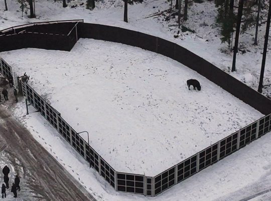 Kopna Góra. Pierwsze żubry w zagrodzie pokazowej