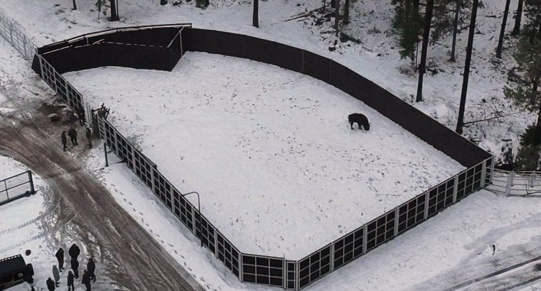Kopna Góra. Pierwsze żubry w zagrodzie pokazowej