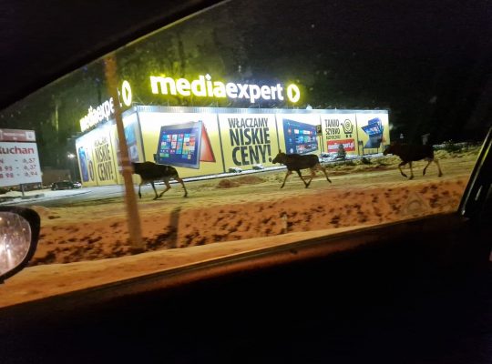 Łosie na Produkcyjnej w Białymstoku. Piękne i niebezpieczne