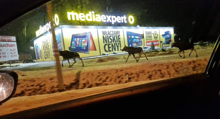 Łosie na Produkcyjnej w Białymstoku. Piękne i niebezpieczne