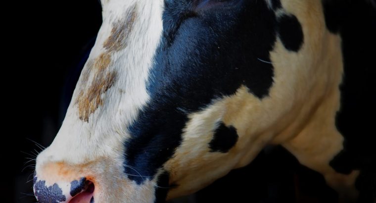 Podlaski Związek Hodowców Bydła i Producentów Mleka usunięty z Polskiej Federacji Hodowców Bydła i Producentów Mleka