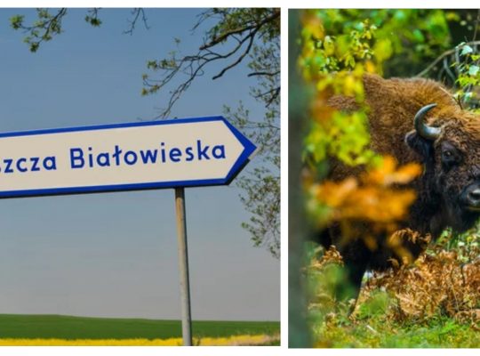 MKiŚ: Puszcza Białowieska potrzebuje konstytucji – ustawy wypracowanej w konsultacjach