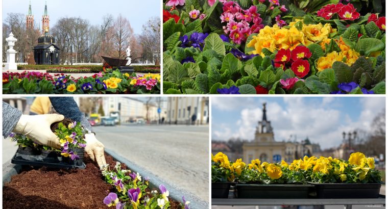 W Białymstoku rozpoczęło się wiosenne sadzenie kwiatów na skwerach, rondach, i w parkach