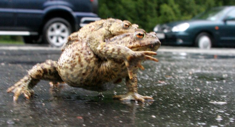 Biolog: W Białymstoku zmniejsza się liczba płazów