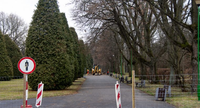 Białystok. Zbiórka podpisów w sprawie ratowania 95-letnich tuj w parku Planty