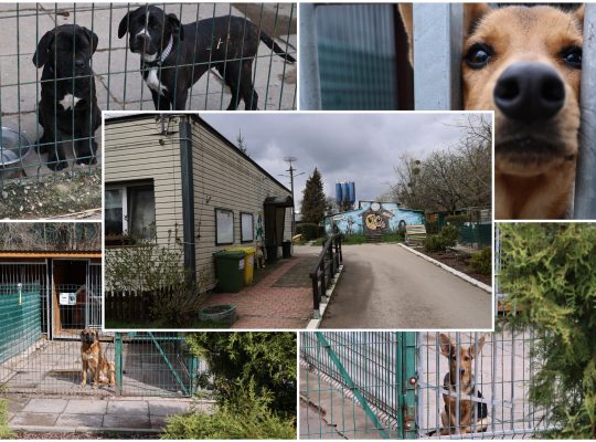 Wkrótce rozpocznie się rozbudowa schroniska dla zwierząt w Białymstoku