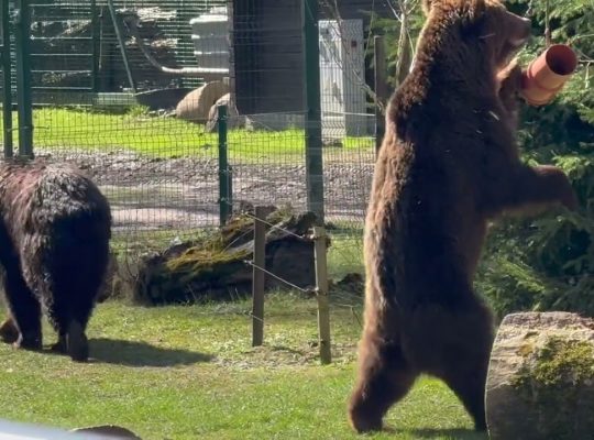 Nowe niedźwiadki z białostockim ZOO Akcencie