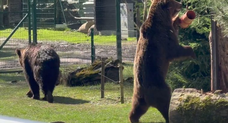Nowe niedźwiadki z białostockim ZOO Akcencie