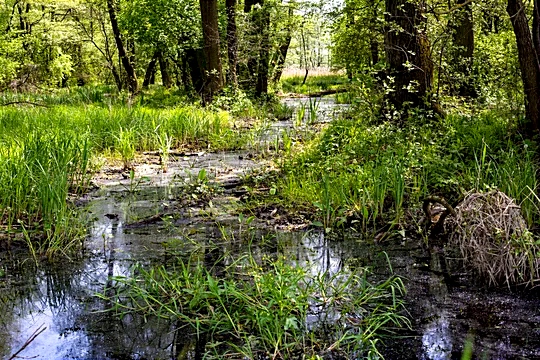 Białowieża. Naukowcy z PAN o Tarczy Wschód: przyroda może być naturalnym sojusznikiem