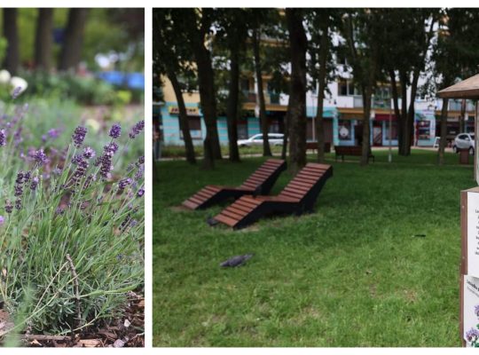 Białystok. Na osiedlu Bacieczki/TBS  powstał park lawendowy