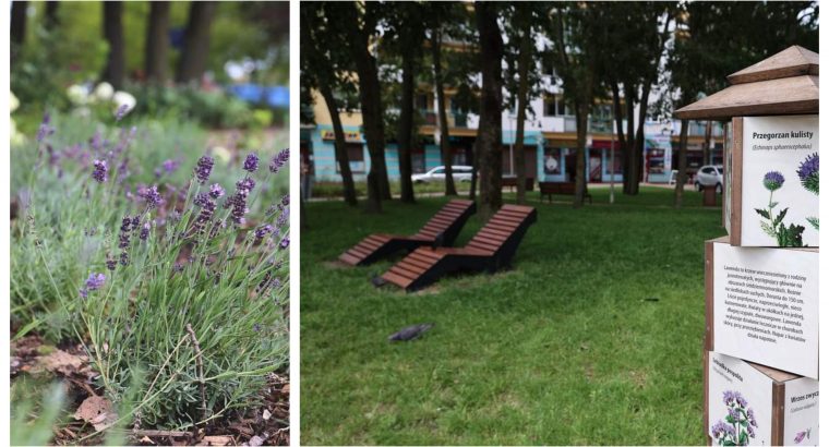 Białystok. Na osiedlu Bacieczki/TBS  powstał park lawendowy