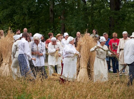 Podlaskie Muzeum Kultury Ludowej zaprasza na „żniwa w skansenie”