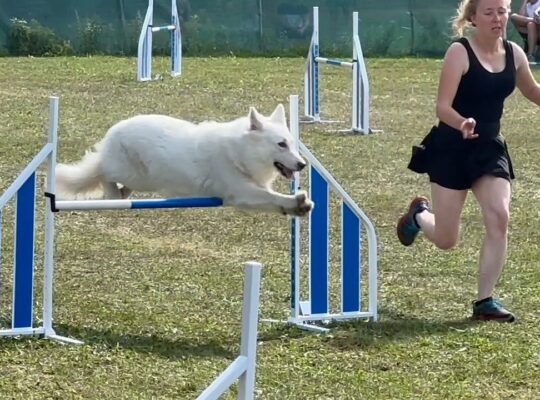 Podlaskie Zawody Agility w Choroszczy