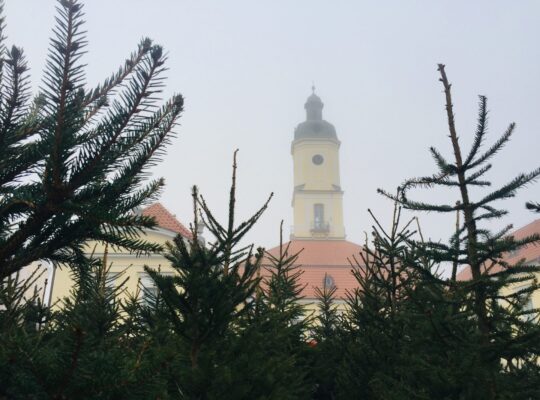 Mieszkańcy Białegostoku będą mieli okazję otrzymać naturalną choinkę w doniczce