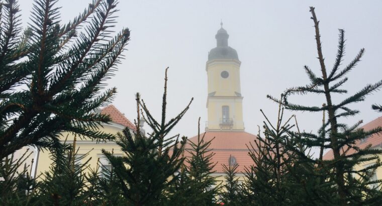 Mieszkańcy Białegostoku będą mieli okazję otrzymać naturalną choinkę w doniczce