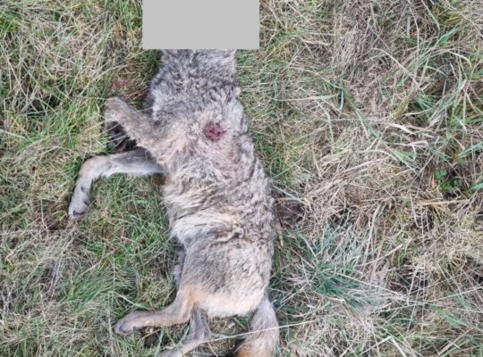 Na trasie Wysokie Mazowieckie – Białystok postrzelono wilka