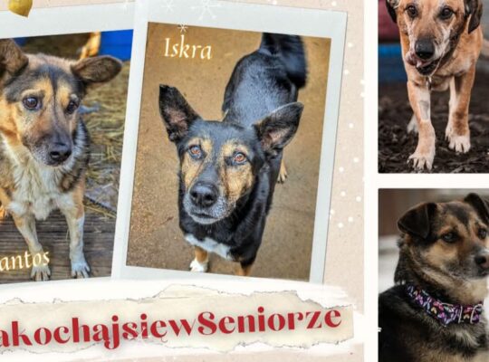 Białystok. #zakochaj się w Seniorze – akcja zachęcająca do adopcji starszych psów