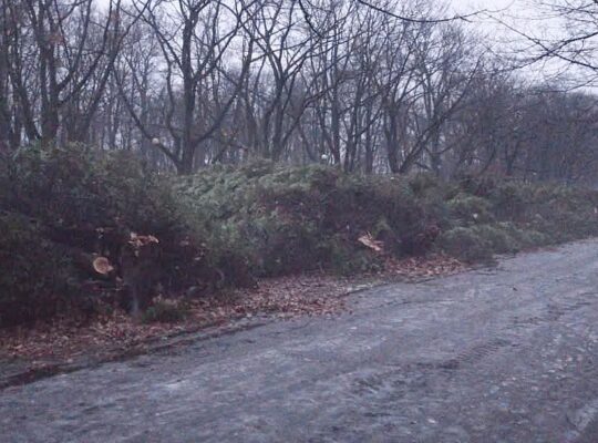 Białystok. Wycięto ok. 30 prawie stuletnich tuj w Parku Planty