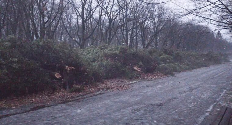 Białystok. Wycięto ok. 30 prawie stuletnich tuj w Parku Planty