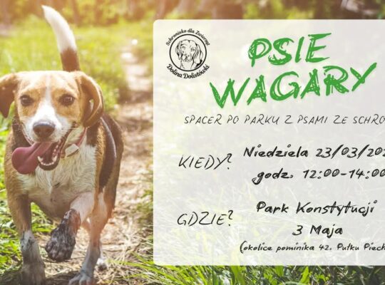 Psie Wagary w Białymstoku: Spacer z podopiecznymi podlaskich schronisk 23.03