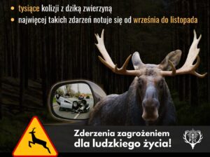 Tragiczne zderzenie z łosiem pod Augustowem. Uwaga! Jesień to czas największego ryzyka na drogach!