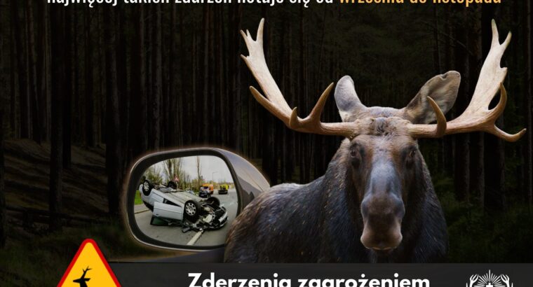 Tragiczne zderzenie z łosiem pod Augustowem. Uwaga! Jesień to czas największego ryzyka na drogach!