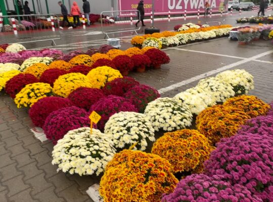Ceny chryzantem na Andersa w Białymstoku