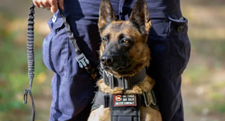 Po 8 latach Luna przechodzi na emeryturę