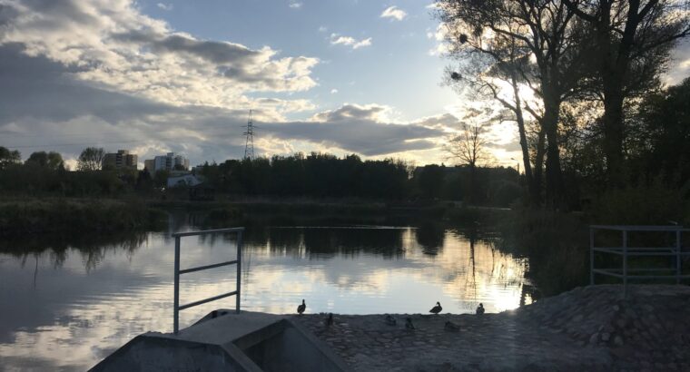 Martwe łabędzie na Stawach Marczukowskich w Białymstoku: Wykryto Ptasią Grypę