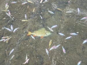 Przyducha zimowa w stawach Białegostoku – alarm wśród wędkarzy