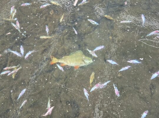 Przyducha zimowa w stawach Białegostoku – alarm wśród wędkarzy