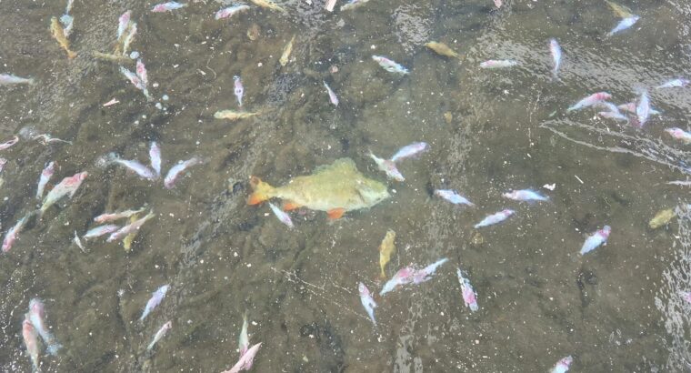 Przyducha zimowa w stawach Białegostoku – alarm wśród wędkarzy