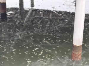 Przyducha w stawach przy ul. Mickiewicza. Pod lodem wciąż widać śnięte ryby