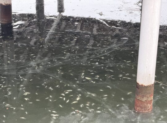 Przyducha w stawach przy ul. Mickiewicza. Pod lodem wciąż widać śnięte ryby